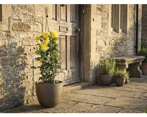 Rosier grimpant jaune dans un pot avec tuteur devant un mur en pierre naturelle et une porte en bois.