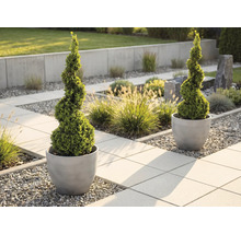 Deux buis taillés en spirale dans des bacs à fleurs ronds et gris dans un jardin moderne avec des dalles en pierre.