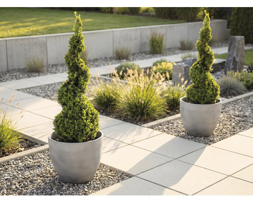 Deux buis taillés en spirale dans des bacs à fleurs ronds et gris dans un jardin moderne avec des dalles en pierre.