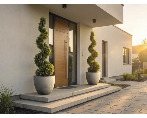 Entrée de maison moderne avec porte en bois, deux buis en spirale dans des bacs gris sur des marches en béton et une allée pavée.