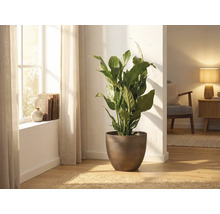 Einblatt Zimmerplanz Spathiphyllum an engem brongen ronnen Dëppen an engem helle Wunnzëmmer bei enger Fënster.