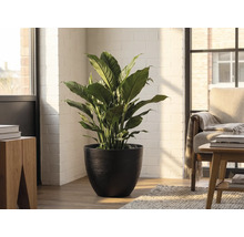 Fleur de lune en pot noir dans une pièce lumineuse avec un mur en briques blanches et des meubles en bois.