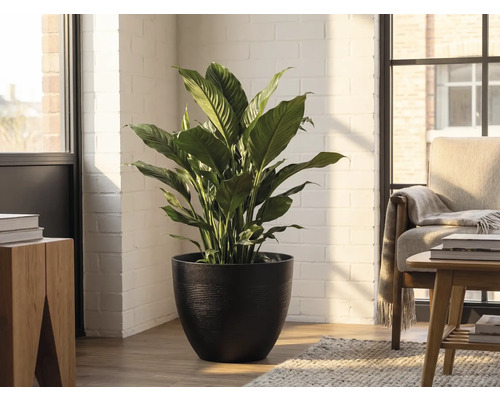 Fleur de lune en pot noir dans une pièce lumineuse avec un mur en briques blanches et des meubles en bois.