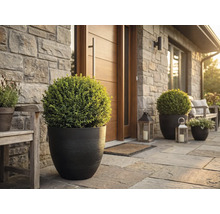 Entrée de maison avec bacs à fleurs ronds et buis boules sur une terrasse en pierre naturelle devant un mur en pierre et une porte en bois.