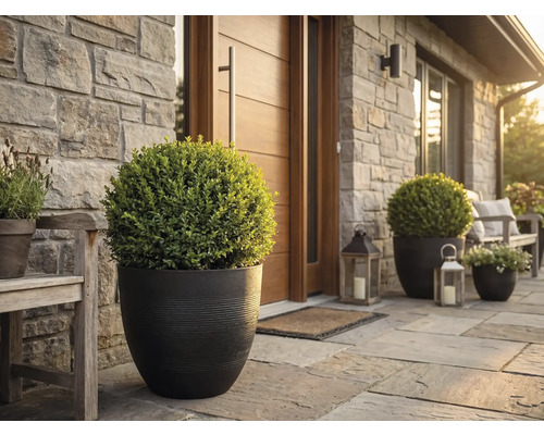 Entrée de maison avec bacs à fleurs ronds et buis boules sur une terrasse en pierre naturelle devant un mur en pierre et une porte en bois.