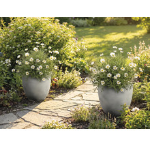 Deux jardinières grises texturées avec des marguerites blanches sur un chemin de pierre dans un jardin lumineux et ensoleillé.