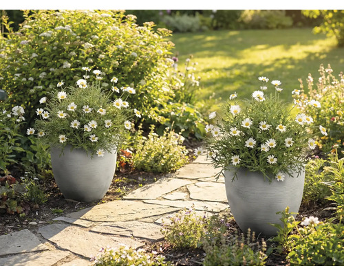 Deux jardinières grises texturées avec des marguerites blanches sur un chemin de pierre dans un jardin lumineux et ensoleillé.
