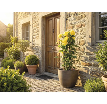Entrée de maison rustique avec mur en pierre et porte en bois. Un pot de rosiers grimpants jaunes sur le pavé à côté d'autres plantes.