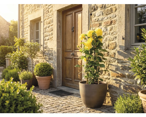 Entrée de maison rustique avec mur en pierre et porte en bois. Un pot de rosiers grimpants jaunes sur le pavé à côté d'autres plantes.