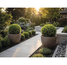 Jardin moderne avec une allée pavée, deux grands bacs à fleurs ronds et des buis taillés en boule.