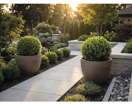 Jardin moderne avec une allée pavée, deux grands bacs à fleurs ronds et des buis taillés en boule.