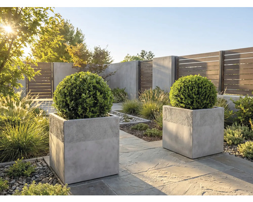 Jardin moderne avec deux jardinières carrées en béton gris contenant des boules de buis sur une terrasse en pierre sous la lumière du soleil.