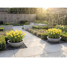 Jardin clair et organisé avec deux jardinières rondes remplies de narcisses jaunes sur des dalles en pierre, entouré de haies et de graminées.