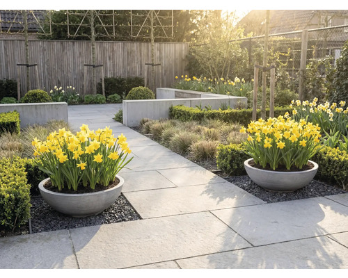 Jardin clair et organisé avec deux jardinières rondes remplies de narcisses jaunes sur des dalles en pierre, entouré de haies et de graminées.