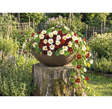 Pflanzschale mit rot und cremeweiß blühender Kapuzinerkresse auf einem Baumstumpf im Garten.