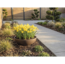 Narcisses jaunes dans une coupe brune à côté d une allée de jardin en dalles de béton grises dans un jardin moderne avec clôture en bois.