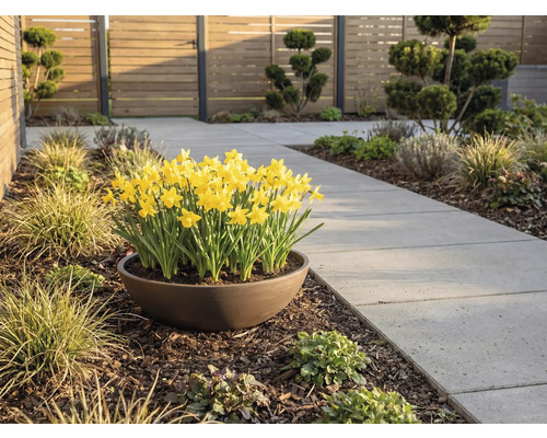 Narcisses jaunes dans une coupe brune à côté d une allée de jardin en dalles de béton grises dans un jardin moderne avec clôture en bois.