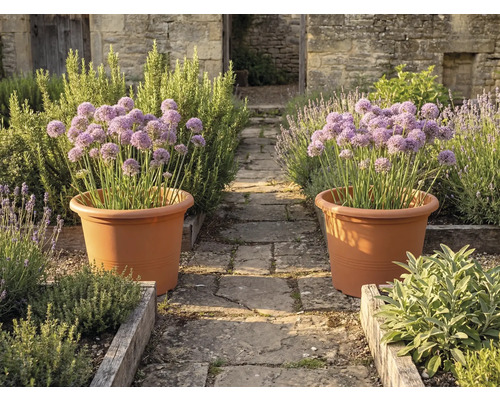 Zwei große terrakottafarbene Pflanztöpfe mit lila Allium auf einem Steinweg in einem Kräutergarten mit Holzbeeten und Steinmauern.