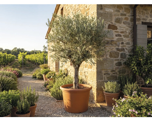 Olivier dans un grand pot couleur terre cuite devant un mur en pierre rustique dans un jardin méditerranéen avec vignoble.