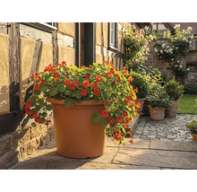 Großer, runder Pflanztopf in Terrakotta-Optik, bepflanzt mit orange blühender Kapuzinerkresse auf einer Steinterrasse vor einem Fachwerkhaus.