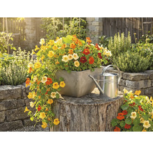 Bunte Kapuzinerkresse in einem quadratischen Pflanzgefäß auf einem Baumstumpf neben einer Gießkanne aus Metall in einem hellen Garten.