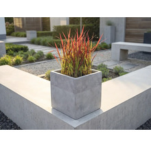 Jardinière carrée aspect béton avec graminée ornementale rouge sur un muret de jardin moderne dans un espace extérieur clair et organisé.