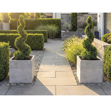 Zwei spiralförmig geschnittene Formgehölze in grauen quadratischen Pflanzkübeln an einem strukturierten Gartenweg aus Steinplatten mit Hecken.
