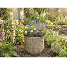Panier de plantation tressé avec des marguerites jaunes et roses et de la lavande dans un jardin lumineux avec des roses et des digitales.