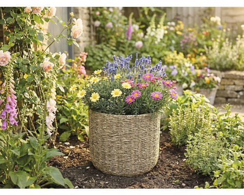 Panier de plantation tressé avec des marguerites jaunes et roses et de la lavande dans un jardin lumineux avec des roses et des digitales.
