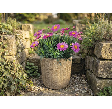 Marguerites roses dans un panier tressé dans un jardin lumineux entre des murs en pierre.