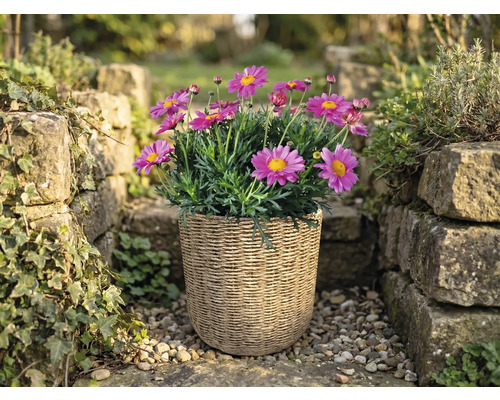 Marguerites roses dans un panier tressé dans un jardin lumineux entre des murs en pierre.