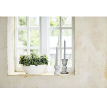 Helle Fensterbank mit grüner Zimmerpflanze in weißer Schale und zwei grauen Stabkerzen in rustikalen Kerzenständern vor einem Sprossenfenster.