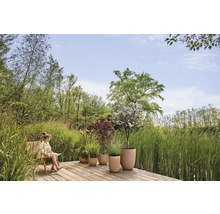 Terrasse en bois au bord d'un étang avec un enfant et diverses plantes dans des pots ronds beiges, entourée de hautes herbes et d'arbres.