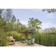 Pots de fleurs vert clair avec différentes plantes sur une terrasse en bois, entourés de hautes herbes et d'arbres dans une atmosphère lumineuse.