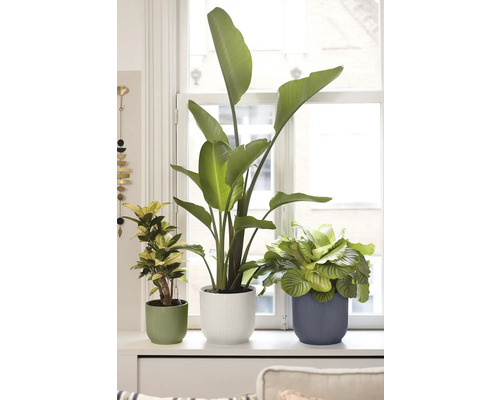 Drei Zimmerpflanzen, darunter eine Strelitzie und eine Calathea, in geriffelten Übertöpfen auf einer hellen Fensterbank vor einem weißen Fenster.
