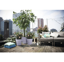 Terrasse de toit moderne avec canapé et pots de fleurs avec bambou et oléandre sur plancher en bois devant un paysage urbain.