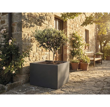 Olivier dans un grand bac à fleurs carré gris sur une terrasse en pierre devant un mur en pierre rustique avec des roses.