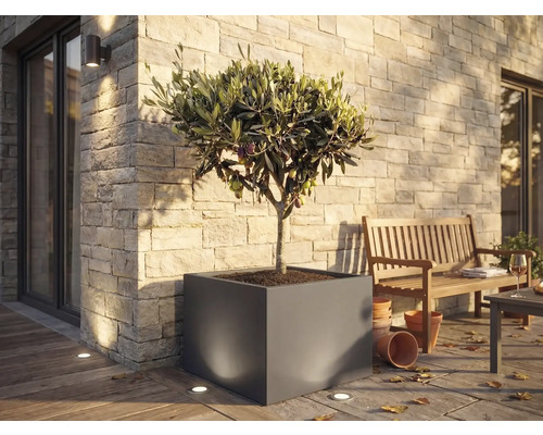 Grand bac à fleurs carré avec olivier sur une terrasse lumineuse avec mur en pierre, banc en bois et spots au sol.