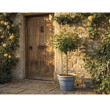 Hochstammrose in einem blauen Pflanztopf vor einer rustikalen Steinmauer und einer Holztür, umgeben von gelben Kletterrosen.