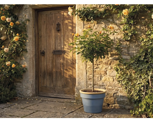Hochstammrose in einem blauen Pflanztopf vor einer rustikalen Steinmauer und einer Holztür, umgeben von gelben Kletterrosen.