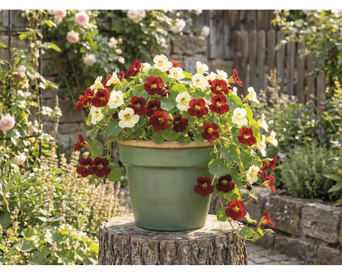 Kapuzinerkresse mit roten und hellen Blüten in einem runden Pflanztopf auf einem Holzstamm in einer Gartenumgebung.