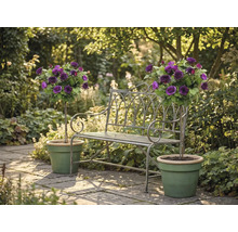 Gartenbank aus Metall zwischen zwei lila Hochstammrosen in grünen Töpfen auf einer hellen Steinterrasse.