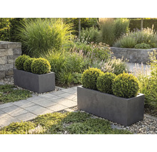 Zwei graue rechteckige Pflanzkübel mit Buchsbaumkugeln in einem hellen Garten mit Steinplattenweg und Gräsern.