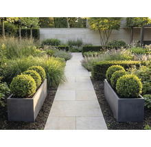 Jardin moderne avec allée en pierre, bacs gris avec buis en boule, graminées et haies devant un mur en pierre.