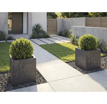 Aménagement de jardin moderne avec deux jardinières carrées, des buis, un chemin en béton et du gravier.
