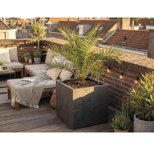 Grand bac à plantes carré anthracite avec un palmier sur une terrasse de toit lumineuse et organisée avec un plancher en bois et un mur en briques.