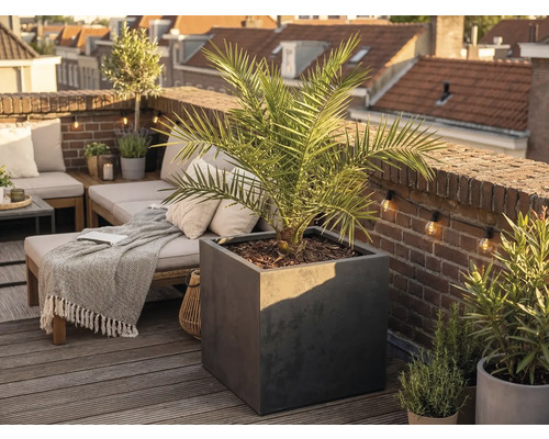 Grand bac à plantes carré anthracite avec un palmier sur une terrasse de toit lumineuse et organisée avec un plancher en bois et un mur en briques.