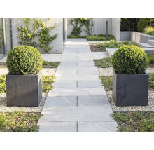 Jardin moderne avec une allée en dalles gris clair, bordée de deux bacs à plantes carrés contenant des buis en boule sur du gravier.