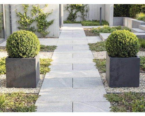Jardin moderne avec une allée en dalles gris clair, bordée de deux bacs à plantes carrés contenant des buis en boule sur du gravier.