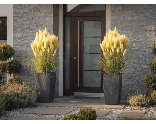 Zwei hohe Pflanzkübel in Korboptik mit dekorativem Pampasgras vor einer modernen Haustür mit Steinfassade.